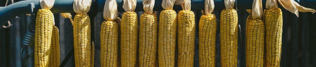 Colombia crea platos biodegradables hechos de maíz y piña
